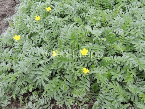 cinquefoil, silverweed
